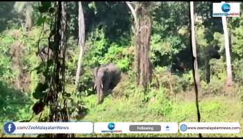 Wild elephant in Puri Odisha