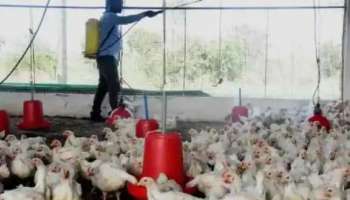 Bird flu: കോഴിക്കോട് പക്ഷിപ്പനി സ്ഥിരീകരിച്ചു; പടരുന്നത് തീവ്രവ്യാപന ശേഷിയുള്ള എച്ച്5എൻ1 വകഭേദം