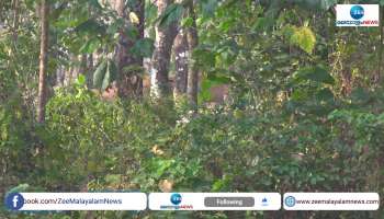 group of Wild Elephants came back again to Mundakkayam Estate Watch Video