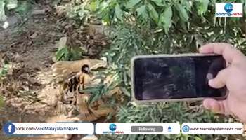 Dangerous Tiger Caught Atlast in Wayanad