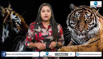 About 10 tigers found in local areas