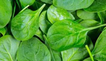 Spinach benefits: എല്ലുകളെ ബലമുള്ളതാക്കുന്നത് മുതൽ മികച്ച കാഴ്ചശക്തി വരെ... അറിയാം ചീരയുടെ ​ഗുണങ്ങൾ