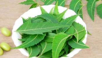 Neem Health Benefits: ആര്യവേപ്പ്, വീട്ടിലെ ഔഷധശാല, അറിയാം ഗുണങ്ങൾ  