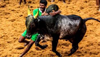  Jallikattu 2023 : ജെല്ലിക്കെട്ടിൽ മരണപ്പെട്ടവരുടെ കുടുംബങ്ങള്‍ക്ക് മുഖ്യമന്ത്രി ധനസഹായം പ്രഖ്യാപിച്ചു