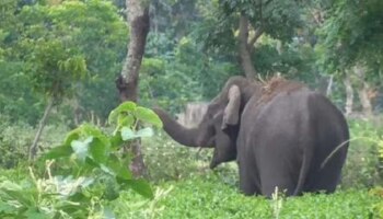 Wild Elephant Attack: ഭീതി പടർത്തി വീണ്ടും പിടി7; വീടിന്റെ മതിൽ തകർത്തു, നാട്ടുകാർ പ്രക്ഷോഭത്തിലേക്ക്