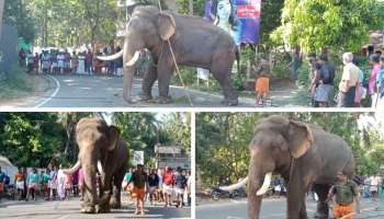 Elephant: ഗുരുവായൂർ ദേവസ്വത്തിന്‍റെ പുന്നത്തൂർ ആനക്കോട്ടയിൽ നിന്നും ആന ഇടഞ്ഞോടി