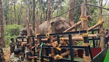 PT Seven Wild Elephant : ഭീതിപരത്തിയ പിടി സെവൻ ഒടുവിൽ കൂട്ടിലായി; ധോണിയിലെ ജനങ്ങൾക്ക് ആശ്വാസം