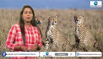 12 more cheetahs from South Africa to India