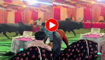 Viral Video : വിവാഹ പന്തലിൽ ഭ്രാന്തൻ കാള, ഭയന്ന് വിറച്ച് ആളുകൾ; വീഡിയോ വൈറൽ