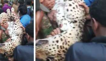 Leopard died: പാലക്കാട് കോഴിക്കൂട്ടിൽ കുടുങ്ങിയ പുലി ചത്തത് ഹൃദയസ്തംഭനം മൂലമെന്ന് പോസ്റ്റ്മോർട്ടം റിപ്പോർട്ട്; വലയിൽ തൂങ്ങി നിന്നത് ആറ് മണിക്കൂർ