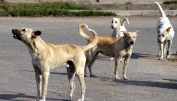 Stray Dog Attack: മലപ്പുറത്ത് തെരുവുനായ ആക്രമണം; നിരവധി പേർക്ക് പരിക്ക്