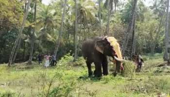 Elephant Attack: ചന്ദന കുടം നേര്‍ച്ചക്കിടെ ആനയിടഞ്ഞു, 3 പേര്‍ ചാടി രക്ഷപെട്ടു