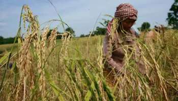 5 Health Benefits of Millets: കേന്ദ്ര ബജറ്റിൽ നിർമല സീതാരാമൻ പറയുന്ന മില്ലറ്റിന്‍റെ ആരോഗ്യ ഗുണങ്ങൾ അറിയാം 