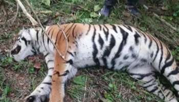 Wayanad Tiger : വയനാട്ടിൽ സ്വാകാര്യത്തോട്ടത്തിൽ കടുവയെ ചത്ത നിലയിൽ കണ്ടെത്തി