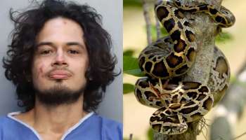 Man Attacks Python : പങ്കാളിയുമായുള്ള വഴക്കിനെ  തുടർന്ന്  പെരുമ്പാമ്പിന്റെ തല കടിച്ചു പറിച്ച് യുവാവ്