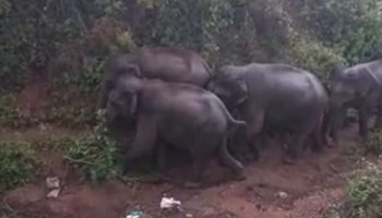 Wild Elephant: ഭീതിയൊഴിയാതെ ജനങ്ങൾ; ധോണിയിൽ വീണ്ടും കാട്ടാനക്കൂട്ടം