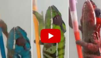 Viral Video: നിമിഷങ്ങൾക്കുള്ളിൽ നിറം മാറുന്ന ഓന്ത്..! മനോഹരമായ  വീഡിയോ വൈറലാകുന്നു  