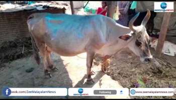 Pregnant cow killed in leopard attack
