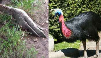 Cassowary bird: മനുഷ്യനെ വരെ കൊല്ലും ഈ പക്ഷി! ലോകത്തിലെ ഏറ്റവും അപകടകാരിയായ പക്ഷിയെ അറിയാം...