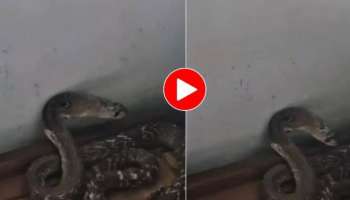Viral Video: കിടക്കയ്ക്കടിയിൽ ചുരുണ്ട് കൂടി പാമ്പ്, ഞെട്ടിച്ചു കളഞ്ഞു
