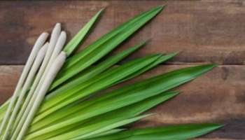 Health benefits of lemon grass: ഇഞ്ചിപ്പുല്ലിന്റെ ആരോ​ഗ്യ ​ഗുണങ്ങൾ അറിയാം