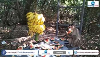 Thattukada for monkeys in Kasargod