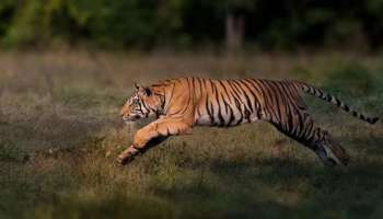 Tiger Attack: കേരള-കർണാടക അതിർത്തിയിൽ കടുവയുടെ ആക്രമണം; ഒരു കുടുംബത്തിലെ രണ്ട് പേർ മരിച്ചു