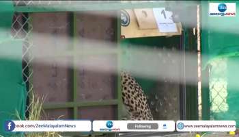 12 more cheetahs imported to india from south africa