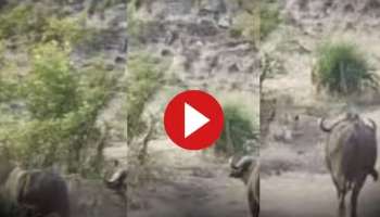 Viral Video: സിംഹങ്ങളുടെ പിടിയിൽ നിന്നും കുട്ടിയാനയെ രക്ഷിക്കാൻ പോത്തുകൾ ചെയ്തത്..! വീഡിയോ വൈറൽ