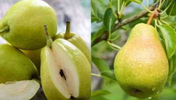 Pear Side Effects: ഈ രോഗങ്ങളുള്ളവർ അബദ്ധത്തിൽ പോലും സബർജില്ലി കഴിക്കരുത്!