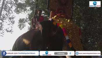 Drunken Elephant Mahout in Festival