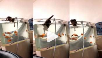 Viral Video : ആരും കണ്ടില്ല!! മീനെ പിടിക്കാൻ ശ്രമിക്കുന്നതിനിടെ പൂച്ചയ്ക്ക് പറ്റിയ അബദ്ധം; വീഡിയോ വൈറൽ
