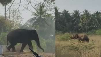 പാലക്കാട്-കോയമ്പത്തൂർ അതിർത്തിയിലെ ജനവാസ മേഖലയിൽ ഭീതിപടർത്തി കാട്ടാന; കുങ്കിയാനകളെയെത്തിച്ച് തമിഴ് നാട് വനം വകുപ്പ്