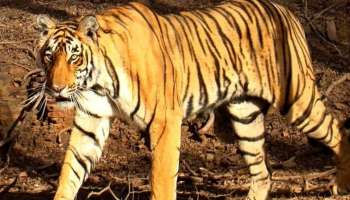 Tiger deaths: രണ്ട് മാസത്തിനിടെ ചത്തത് 30 കടുവകൾ; എന്തുകൊണ്ടാണ് ഇന്ത്യയിൽ കടുവകളുടെ മരണം വർധിക്കുന്നത്?