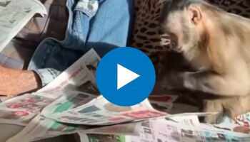 Viral Video: എന്താണോ ഈ നോക്കുന്നെ!!! കുരങ്ങന്റെ പത്രം വായന വൈറലാകുന്നു