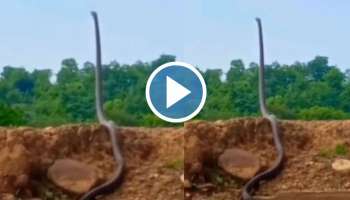 Viral Video: ഇവന്‍ രാജവെമ്പാലയല്ല, അതുക്കും മേലെ! മരപ്പൊക്കത്തിൽ നിവർന്ന് നിൽക്കുന്ന പാമ്പ്... വീഡിയോ വൈറല്‍ 