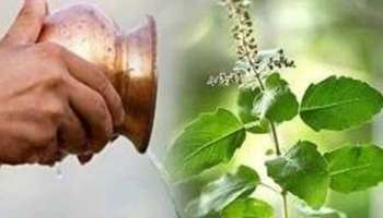 Tulsi: ഈ ദിവസം അറിയാതെപോലും തുളസിച്ചെടിയ്ക്ക് വെള്ളം ഒഴിയ്ക്കരുത്, ദാരിദ്ര്യം മാറില്ല 