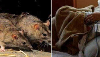 Rat Fever Symptoms : എലിപ്പനിയുടെ ലക്ഷണങ്ങളും പ്രതിരോധ മാർഗങ്ങളും 