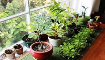 Plants Vastu Tips: വീടിനടുത്ത് ഈ വൃക്ഷങ്ങള്‍ വേണ്ട, ഐശ്വര്യം ഇല്ലാതാകും, ദാരിദ്ര്യം ഫലം  