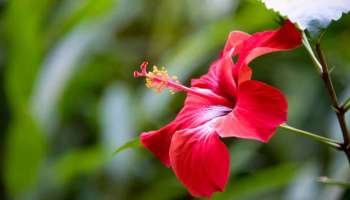 Hibiscus Benefits: മുടിയിൽ ചൂടാത്ത പൂവിന്റെ അത്ഭുതകരമായ ഔഷധ​ഗുണങ്ങൾ