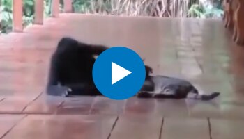 Viral Video: വാല് കൊണ്ട് പൂച്ചയുടെ കഴുത്തിൽ ചുറ്റി; കുരങ്ങൻ പിന്നെ ചെയ്തത്... വീഡിയോ വൈറൽ