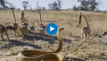 Viral Video: കീരികളുടെ കൂട്ടത്തെ ഒറ്റയ്ക്ക് നേരിടുന്ന മൂർഖൻ - വീഡിയോ വൈറൽ