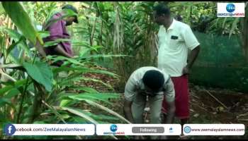 Tiger Found in Idukki