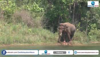 Idukki Elephant Attack New