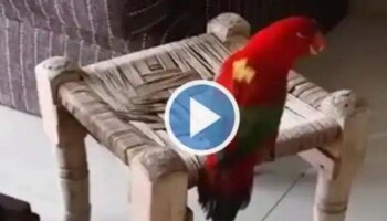 Viral Video : &quot;മമ്മീ എനിക്ക് വിശക്കുന്നു&quot;;  സംസാരിക്കുകയും നിലവിളിക്കുകയും ചെയ്യുന്ന തത്ത, വീഡിയോ വൈറൽ 