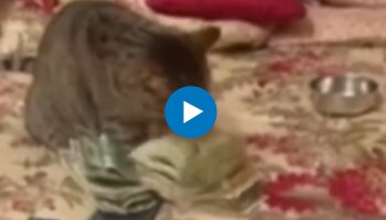 Viral Video: നോട്ടുകൾ എണ്ണുന്ന കാഷ്യർ പൂച്ച; വീഡിയോ വൈറൽ