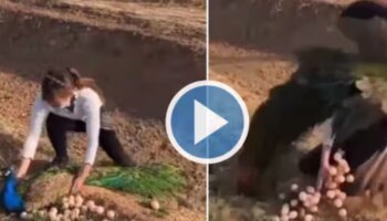  Viral Video : മയിലിന്റെ മുട്ട മോഷ്ടിക്കാൻ നോക്കിയതാ, പിന്നെ സംഭവിച്ചത്; വീഡിയോ വൈറൽ 