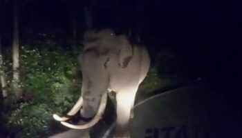 Wild Elephant Attack: മൂന്നാറിൽ വീണ്ടും കെഎസ്ആര്‍ടിസി ബസ് തടഞ്ഞ് പടയപ്പ; ബസ് തടയുന്നത് ഇത് മൂന്നാം തവണ