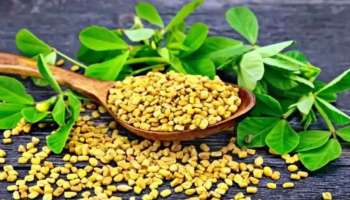 Fenugreek Benefits: ഈ ചെറുധാന്യങ്ങളിൽ ഒളിഞ്ഞിരിപ്പുണ്ട് നിരവധി രോഗങ്ങളുടെ പ്രതിവിധി! 