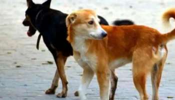 Stray Dog Attack: തെരുവ് നായ ആക്രമണം: ഹരിപ്പാട് രണ്ടുപേർക്ക് പരിക്ക്